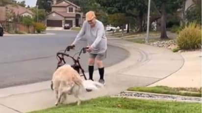 ವಾಕಿಂಗ್ ಹೋಗುವ ತಾತನಿಗಾಗಿ ದಿನವೂ ಕಾಯುವ ಶ್ವಾನ: ಮುದ್ದಾದ ವಿಡಿಯೋ ವೈರಲ್