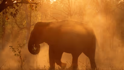 ഇടഞ്ഞ കാട്ടാനക്കൊപ്പം സെല്ഫി, ചെറുപ്പക്കാരന് മുട്ടന്പണി കിട്ടി!