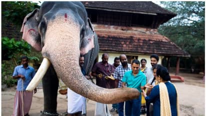 ഐഎൻഎസ് വിക്രാന്തിന്‍റെ അമരക്കാരൻ ഗുരുവായൂരിൽ, ദർശനം നടത്തി; ഗജവീരന്മാർക്ക് സ്നേഹ സമ്മാനവും നൽകി