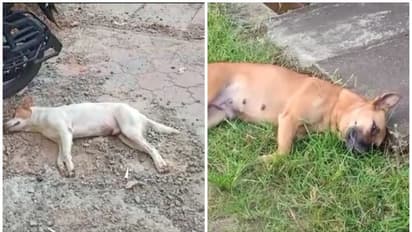 ചാലക്കുടിയിൽ തെരുവ്നായ്ക്കൾ ചത്തു, വിഷം കൊടുത്ത് കൊന്നതെന്ന് സംശയം