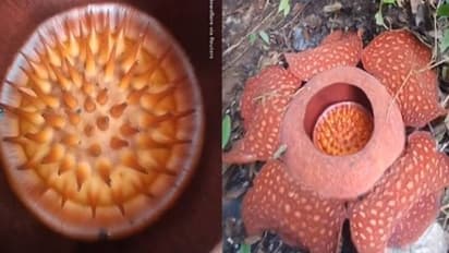 ലോകത്തിലെ ഏറ്റവും വലിയ പുഷ്പം വിടർന്നു നിൽക്കുന്ന കാഴ്ച, വൈറലായി വീഡിയോ