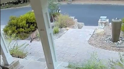 जॉगिंग कर रही महिला से थोड़ी दूर पर बैठी थी मौत...सीसीटीवी में रिकॉर्ड हुआ खतरनाक मूमेंट