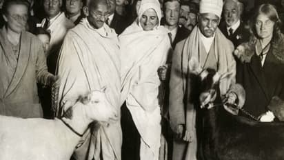 बकरी का दूध पीते थे बापू, बुढ़ापे तक हेल्दी रहने का राज है छिपा, जानें इसके फायदे