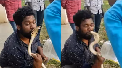 പിടികൂടിയ പാമ്പിനെ ചുംബിക്കാൻ ശ്രമിച്ചു, പാമ്പുപിടുത്തക്കാരന്റെ ചുണ്ടിൽ മൂർഖൻ കൊത്തി -വീഡിയോ