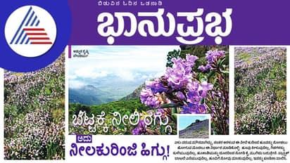 Chikkamagaluru Neelakurinji ಬೆಟ್ಟಕ್ಕೆ ನೀಲಿ ರಗ್ಗು, ಅದು ನೀಲಕುರಿಂಜಿ ಹಿಗ್ಗು!