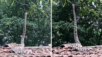 നേരെ നിന്നശേഷം മരത്തിലേക്ക് കയറിപ്പോകുന്ന പാമ്പ്, വൈറലായി വീഡിയോ