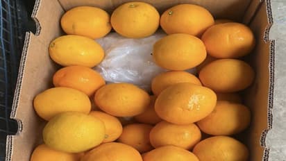 ఆరెంజ్ ఫ్రూట్ బాక్స్ల్లో రూ. రూ.1,476 కోట్లు విలువ చేసే డ్రగ్స్.. ఎలా చిక్కాయంటే..?