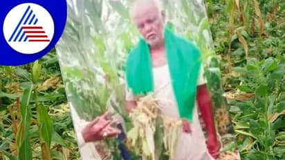 ಹಂದಿ ಹಾವಳಿಯಿಂದ ಬೆಳೆನಾಶ; ಹಂದಿಗಳನ್ನು ನಿಯಂತ್ರಿಸಿ, ಇಲ್ಲ ವಿಷ ಕೊಡಿ ಎಂದು ರೈತರ ಆಕ್ರೋಶ