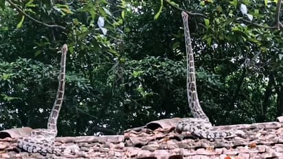 ಹೆಂಚಿನ ಮನೆ ಮೇಲೆ ಹೆಬ್ಬಾವಿನ ಭಯಂಕರ ಫೋಸ್: ವಿಡಿಯೋ ವೈರಲ್ 