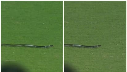 Ind vs SA: ಗುವಾಹಟಿ ಸ್ಟೇಡಿಯಂನಲ್ಲಿ ಪಂದ್ಯಕ್ಕೆ ಅಡ್ಡಿಪಡಿಸಿದ ಹಾವು!