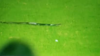 Snake In LIVE Match: लाइव मैच देखने मैदान में पहुंच गए 'नागराज', 5 मिनट रूका रहा खेल, जो जहां था वहीं ठहर गया