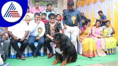 ದಸರಾ ಉತ್ಸವದಲ್ಲಿ ಶ್ವಾನ ಪ್ರದರ್ಶನ; Tibetan Mastiff ಶ್ವಾನ ನೋಡಲು ಮುಗಿಬಿದ್ದ ಜನ!