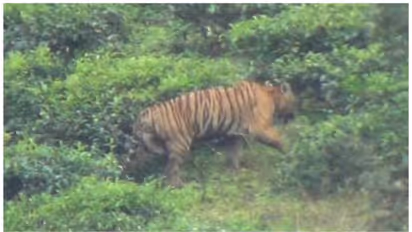 കടുവാ ഭീതിയിൽ മൂന്നാർ, നൈമക്കാട്; ഇന്നും അഞ്ച് പശുക്കളെ കൊന്നു, തോട്ടം തൊഴിലാളികൾ ഭീതിയിൽ