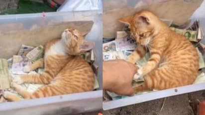 Viral Video: ഇതാണ് 'പൂച്ച കാഷ്യർ';  കള്ളനുപോലും ഈ പൈസ തൊടാന്‍ പറ്റില്ല; വൈറലായി വീഡിയോ 