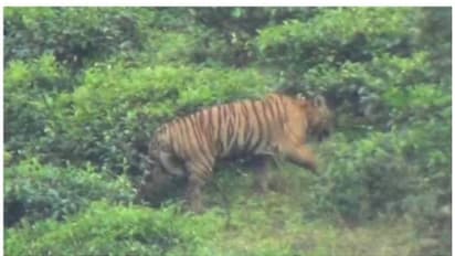 മൂന്നാറിലിറങ്ങിയ കടുവയെ പിടികൂടാനുള്ള ശ്രമം തുടരുന്നു,  ഇന്നും കടുവയെ കണ്ടു, തെരച്ചിലിനായി നൂറോളം വനപാലകര്‍