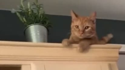 പുതിയ വീട്ടില് ആദ്യദിവസം; പൂച്ചയുടെ രസകരമായ വീഡിയോ