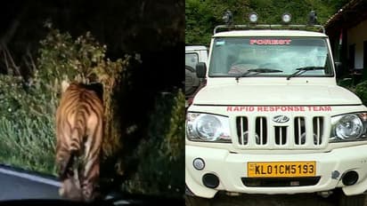 മൂന്നാറിൽ വീണ്ടും കടുവയിറങ്ങി, ദൃശ്യങ്ങൾ പുറത്ത്: കൂടുകൾ സ്ഥാപിച്ച് വനപാലകര്