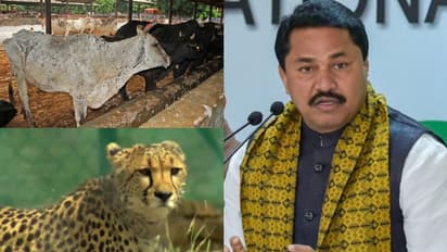 ചീറ്റപ്പുലികളെ കൊണ്ടുവന്നത് ലംപി സ്കിന് രോഗം പടര്ത്താന്; കേന്ദ്രത്തിനെതിരെ കോണ്ഗ്രസ് നേതാവ്