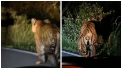 'കടുവ അക്രമകാരി, പുറത്തിറങ്ങരുത്', മൂന്നാർ രാജമലയിൽ ജാ​ഗ്രതാ നിർദേശം,പിടികൂടാൻ വനംവകുപ്പ്