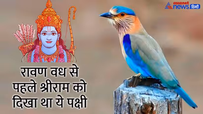 Dussehra 2022: खत्म होने की कगार पर है ये ‘पक्षी’, दशहरे पर दिख जाए तो समझो होने वाले हैं वारे-न्यारे