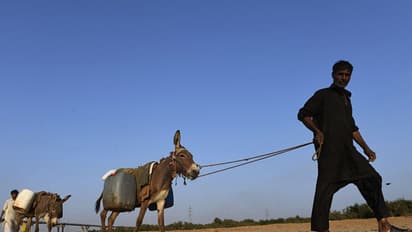 ചൈന ഇനി പാകിസ്ഥാനില്‍ നിന്ന് കഴുതകളെയും നായ്ക്കളെയും ഇറക്കുമതി ചെയ്യും