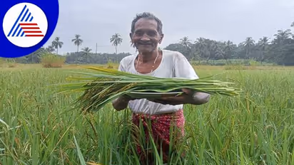 ಉಡುಪಿ: ಹಿಂದೂ ಹಬ್ಬಕ್ಕೆ ಭತ್ತದ ತೆನೆ ನೀಡಿದ ಕ್ರಿಶ್ಚಿಯನ್, ಸೌಹಾರ್ದತೆ ಅಂದ್ರೆ ಇದುವೇ ನೋಡಿ..!