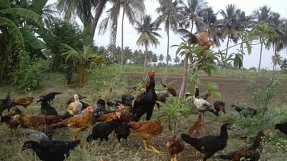 கால்நடைத் துறையில் தொழில் தொடங்க ஆர்வமுள்ளதா? இதோ உங்களுக்கான அறிவிப்பு!!