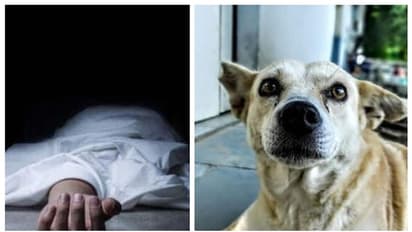 കടയടച്ച് വീട്ടിലേക്ക് പോകുംവഴി തെരുവുനായ ബൈക്കിലിടിച്ച് അപകടം, വ്യാപാരി മരിച്ചു