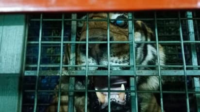  munnar tiger attack: 10 பசுக்களை கொன்ற புலி சிக்கியது ! மூணாறு வனத்துறை வைத்த கூண்டில் சிக்கியது