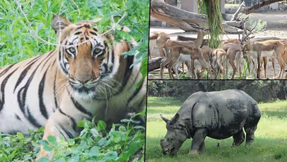 Delhi zoo announces animal adoption scheme, you can now adopt your favourite animal; here's how