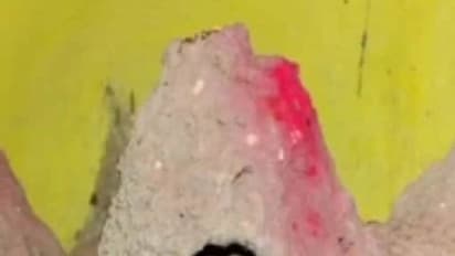 നാട്ടുകാരെ ഭീതിയിലാഴ്ത്തി ഒഡീഷയിലെ പാമ്പ് വീട്; വീട്ടുകാർക്കൊപ്പം കഴിയുന്നത് ഉഗ്രവിഷമുള്ള നിരവധി പാമ്പുകൾ