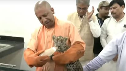 പുലിക്കുട്ടിക്ക് പാലുകൊടുത്ത് യോഗി ആദിത്യനാഥ് -വീഡിയോ