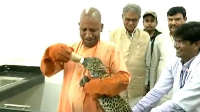 சிறுத்தை குட்டிகளுக்கு பெயர்வைத்து உணவளித்தார் முதல்வர் யோகி… இணையத்தில் வீடியோ வைரல்!!