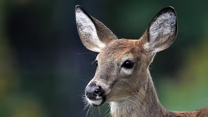 தென்காசியில் மான் கறி வைத்திருந்தவர்களுக்கு ரூ.1 லட்சம் அபராதம்