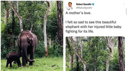 ಆನೆ ಮರಿಗೆ ಮರುಗಿದ ರಾಹುಲ್ ಗಾಂಧಿ, ಸಿಎಂ ಬೊಮ್ಮಾಯಿಗೆ ಪತ್ರ