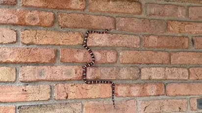 दीवार पर चढ़ रहा था सांप, यूजर बोला- नोकिया मोबाइल के गेम की याद आ गई, जानिए इस Snake से जुड़ी खास बात