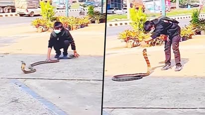 Boy catches giant king cobra with bare hands; find out what happens next