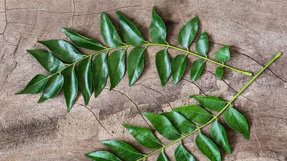 Benefits of Curry Leaves :  കറിവേപ്പില കഴിച്ചാൽ ഈ രോ​ഗങ്ങളെ തടയാം