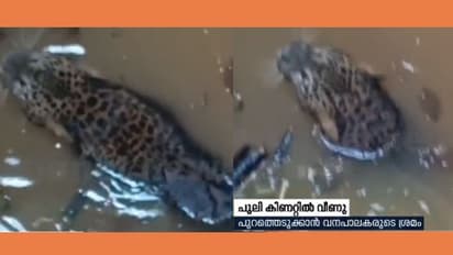 വയനാട് തവിഞ്ഞാലില് പുലി വീട്ടിന് മുന്നിലെ കിണറില് വീണു