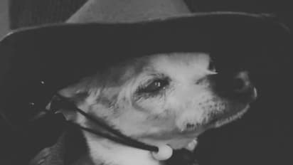 नहीं रहा धरती का सबसे उम्रदराज कुत्ता, मौत के समय उम्र जानकर हर कोई दंग, गिनीज बुक में दर्ज था नाम