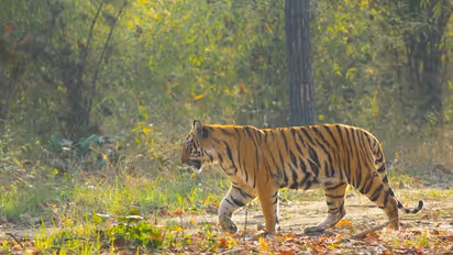 വയനാട്ടില് വീണ്ടും കടുവ ഭീതി; മാനന്തവാടിയില് പശുക്കിടാവിനെ ആക്രമിച്ചു കൊന്നു; ക്യാമറ സ്ഥാപിച്ച് വനംവകുപ്പ്