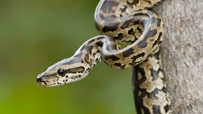 ಗುರುಮಠಕಲ್‌: 8 ಅಡಿ ಉದ್ದದ ಹೆಬ್ಬಾವು ರಕ್ಷಣೆ