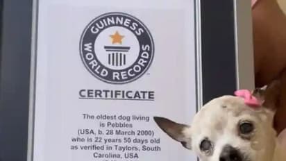 ലോകത്തിലെ ഏറ്റവും പ്രായം കൂടിയ നായ ഇനിയില്ല, അന്ത്യം 22 വയസ്സില്