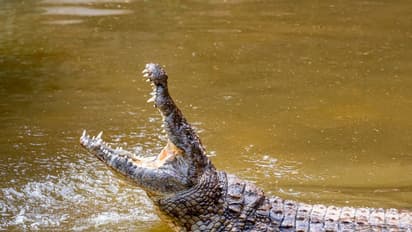 ಬಾಗಲಕೋಟೆ ಜಿಲ್ಲೆಯಲ್ಲಿ ನಿಲ್ಲದ ಮೊಸಳೆ ಆತಂಕ: ಭಯಭೀತರಾದ ಜನತೆ..!