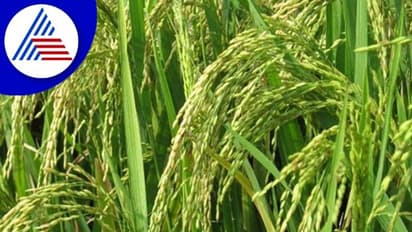 ಅಕಾಲಿಕ ಮಳೆಯಿಂದ ಭತ್ತಕ್ಕೆ ಹಾನಿ; ಆತಂಕದಲ್ಲಿ ರೈತ 