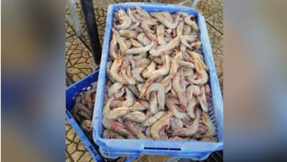 കഴിഞ്ഞ മൂന്ന് ദിവസത്തിനിടെ വാങ്ങിയ ഇന്ത്യന്‍ ചെമ്മീന്‍ കഴിക്കരുതെന്ന് ഖത്തറില്‍ അധികൃതരുടെ മുന്നറിയിപ്പ്