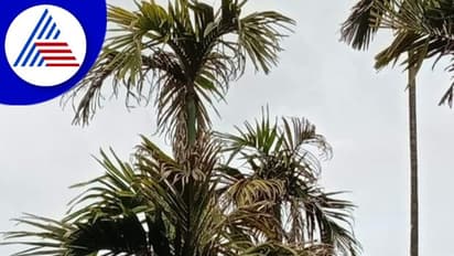 Chikkamagaluru : ಹವಾಮಾನ ವೈಪರೀತ್ಯದಿಂದಾಗಿ ಬೆಳೆಗಾರರು ಬೀದಿ ಪಾಲು 