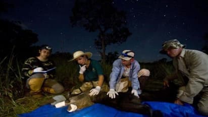 10 फोटो में देखिए गोल जबड़े और चपटी खोपड़ी के साथ जन्मा दुनिया का पहला अजूबा स्लोथ, नारियल जैसा दिख रहा चेहरा 