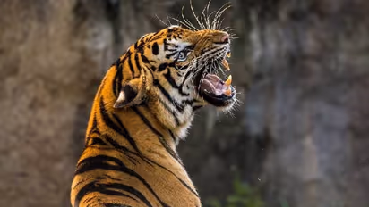 ദേ വീണ്ടും കടുവ!; വയനാട്ടില്‍ കടുവാ ഭീതി ഒഴിയുന്നില്ല, കൂടുമായി വനംവകുപ്പും