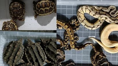 ആമകൾ, പെരുമ്പാമ്പ്, പല്ലികൾ; 13 പെട്ടികളില്‍ 665  ജീവികള്‍; പിടികൂടിയത് വന്‍ കള്ളക്കടത്ത്